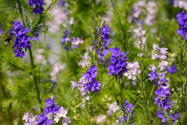 delphinium-8108654_1920