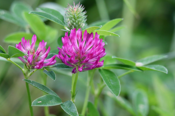 red-clover-8893954_1920