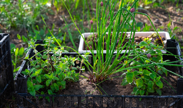 2400-cultivation-of-eco-friendly-herbs-in-the-garden-onion-mint-thyme