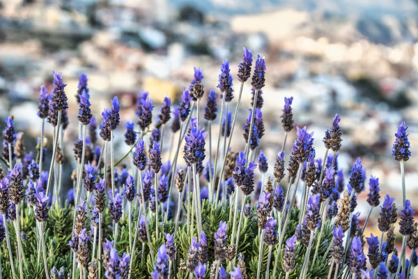 lavenders-6199357_1920