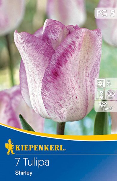 Produktbild von Kiepenkerl Triumph-Tulpe Shirley mit Nahaufnahme der Blüte und Informationen zur Pflanzenhöhe und Blütezeit auf Deutsch.