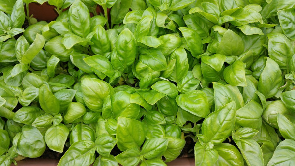 basil-898699_1920