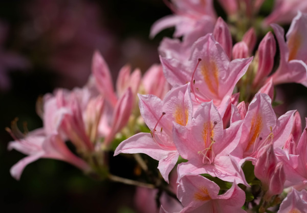 azalea-3449454_1920