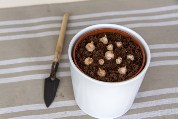 2400-freshly-planted-flower-bulbs-in-the-ground-in-a-pot-growing-at-home