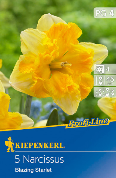 Produktbild von Kiepenkerl Profi-Line Narzisse Blazing Starlet mit Darstellung der Blumen und Verpackungsinformationen.