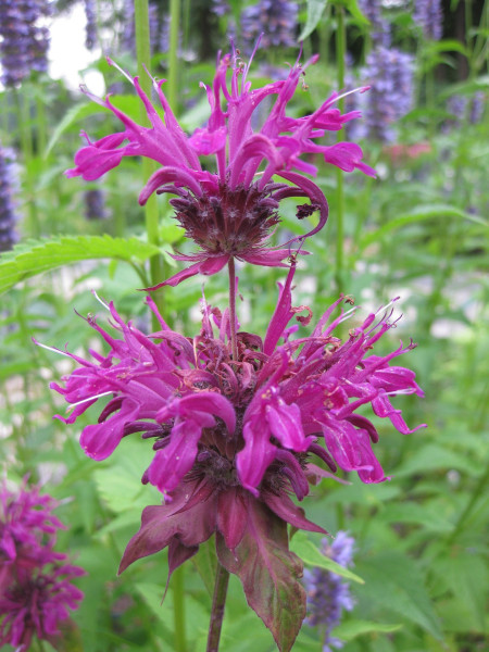 indian-nettle-169180_1920
