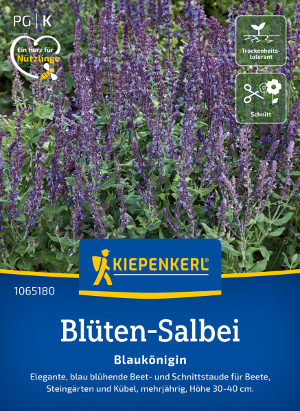 Kiepenkerl Blüten-Salbei Blaukönigin