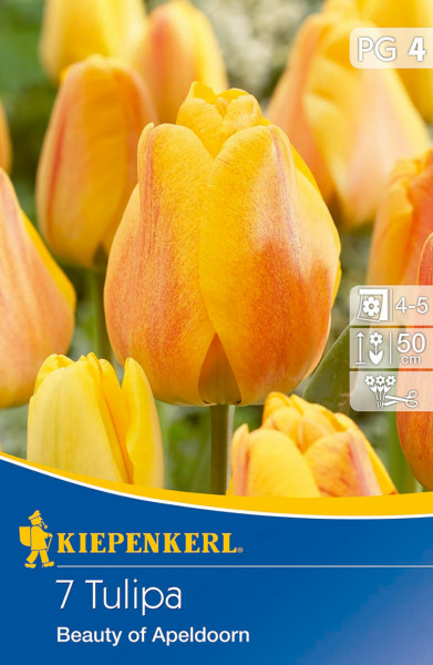 Kiepenkerl Darwin-Hybrid-Tulpe Beauty of Apeldoorn