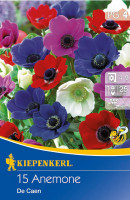 Kiepenkerl Kronenanemone De Caen Mischung