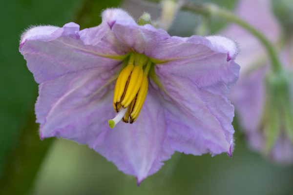 2400-aubergine-solanum-melongena
