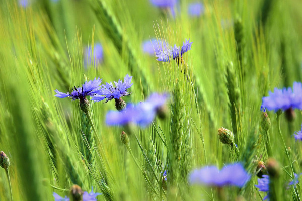 cornflowers-in-the-fields-3456361_1920