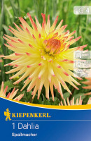 Kiepenkerl Kaktus-Dahlie Spaßmacher
