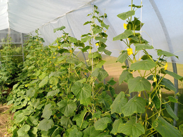 2400-cucumbers-in-greenhouse-to-grow-tied-stalks-of-cucumbers-in-the-greenhouse