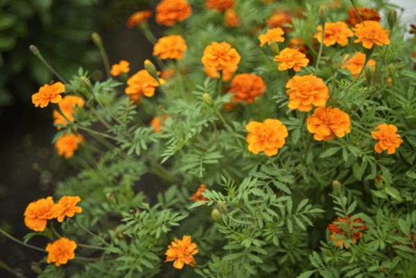 2400-orange-flowers-of-marigolds-in-the-summer-garden-tagetes-is-erect-medicinal-plant
