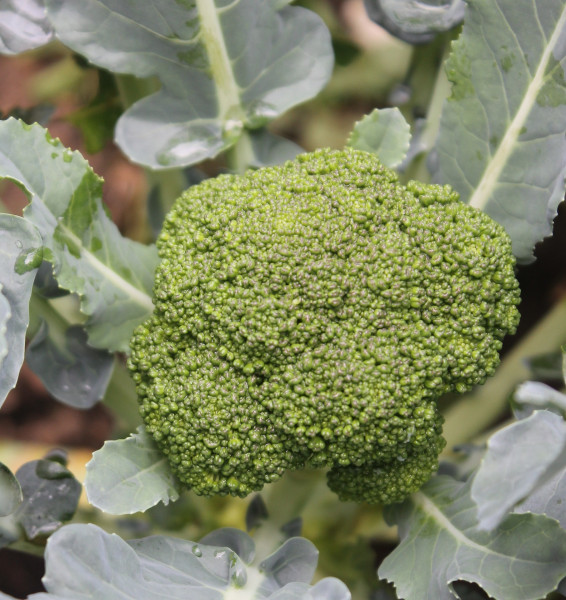 broccoli-643017_1920