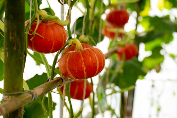 2400-pumpkins-hanging-from-the-bamboo-fence-in-the-garden