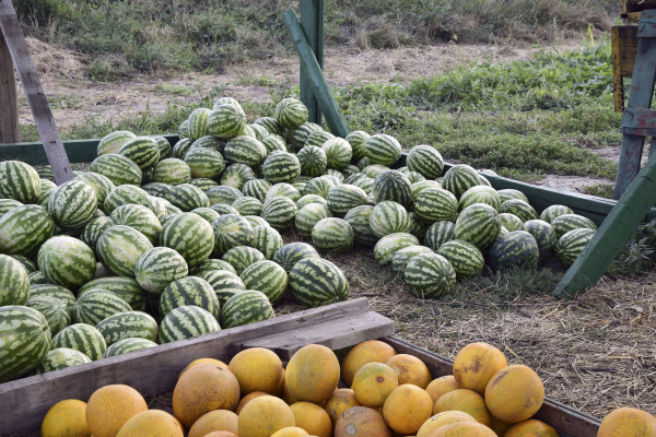 2400-collected-in-a-pile-of-melons-and-watermelons