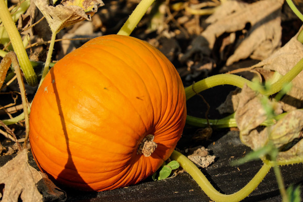 pumpkin-1678871_1920