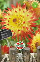 Sperli Dahlie Isadora