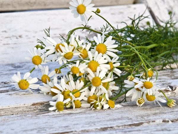 chamomile-1589449_1920