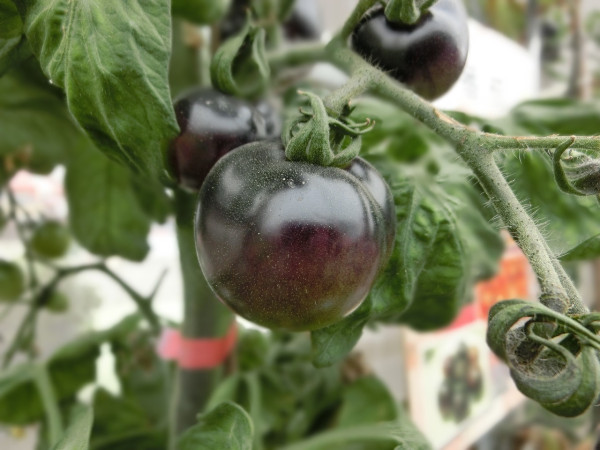 black-tomato-2197928_1280