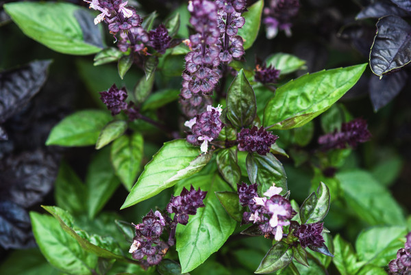 2400-cinnamon-basil-and-plants-with-green-leaves-and-purple-flowers-growing-in-summer-garden