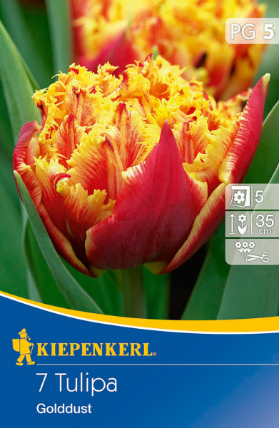 Produktbild von Kiepenkerl gefranste Tulpe Golddust mit Nahaufnahme der rot-gelben Blüte und Verpackungsdesign samt Herstellerlogo und Pflanzinformationen.