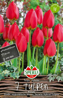 Sperli Darwin-Hybrid-Tulpe Parade