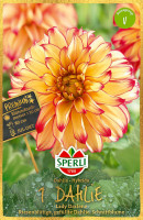 Sperli Dahlie Lady Darlene