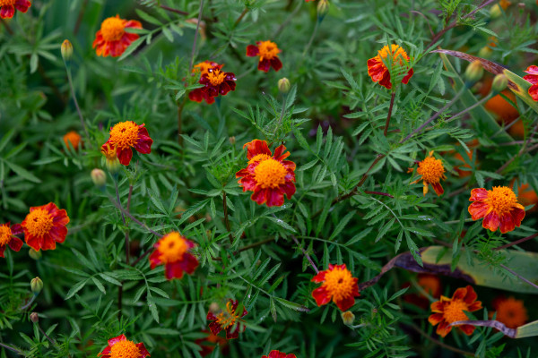 large-background-of-many-bushes-of-blossoming-yellow-orange-marigolds
