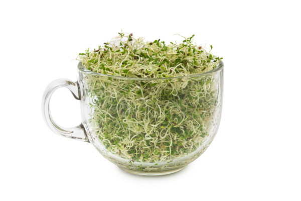 2400-organic-young-alfalfa-sprouts-in-a-glass-on-white-background