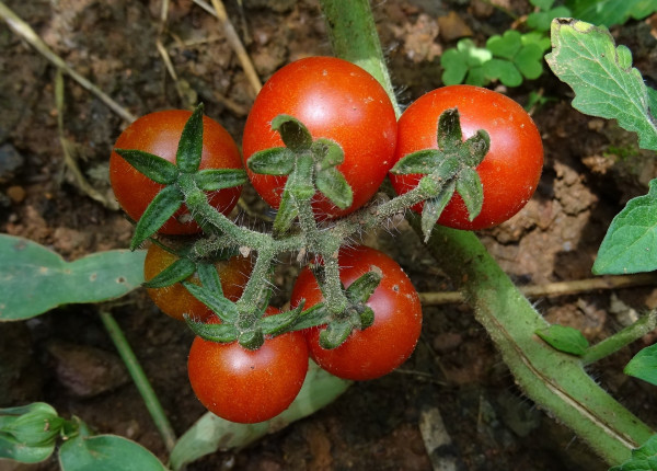 cherry-tomato-1707523_1920