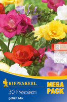 Kiepenkerl Freesien Gefüllte Mischung