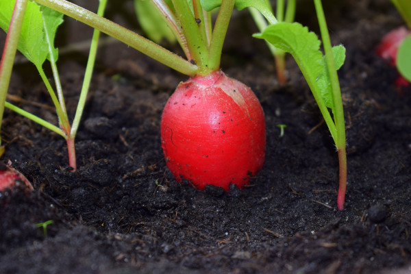 root-3360870_1920