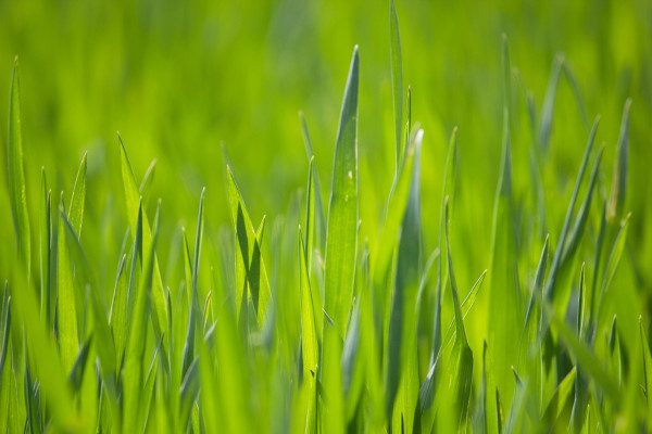 grass-7361896_1280