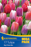 Kiepenkerl Mega-Pack Darwin-Hybrid-Tulpe Big Pride Mischung