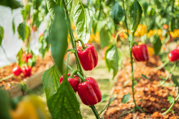 2400-red-bell-pepper-plant-growing-in-organic-garden