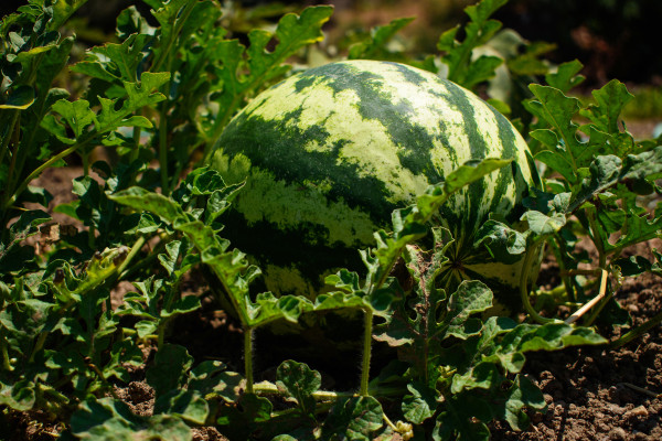 2400-growing-watermelon-on-the-field-watermelon-citrullus-lanatus-in-a-vegetable-garden