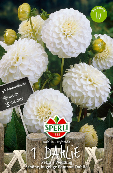 Produktbild von Sperli Dahlie Petras Wedding mit Preisgruppe IV Hinweis, weiß gefüllten Pompon-Dahlienblüten an Pflanzen mit grünem Laub, begleitet von einem Schild, das auf die Eignung als Schnittblume hinweist und das Blühintervall von Juli bis Oktober 