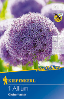 Kiepenkerl Profi-Line Zierlauch Globemaster