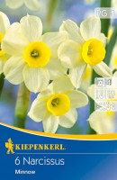 Kiepenkerl Narzisse Minnow