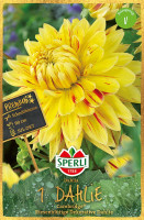 Sperli Dahlie Cambridge