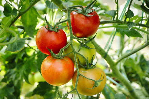 tomatoes-6614242_1280