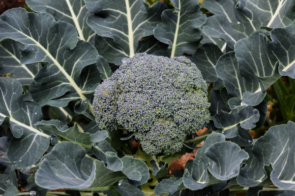 broccoli-2060839_1920