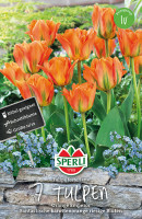 Sperli Fosteriana-Tulpe Orange Emperor