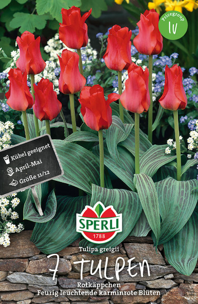 Produktbild von Sperli Greigii-Tulpe Rotkäppchen mit leuchtend roten Blüten vor einem Hintergrund aus Laub und kleinen Blumen mit einem Hinweisschild über die Eignung für Kübel die Blütezeit von April bis Mai und die Größe der Zwiebeln.