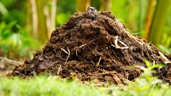 2400-cow-dung-in-the-farmAaLaPcZWm4CAS