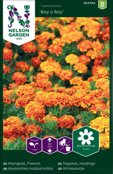 Produktbild von Nelson Garden niedrige Tagetes Boy o Boy mit orangefarbenen Blumen und Produktinformationen auf der Verpackung.