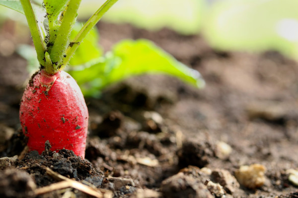 radish-3415773_1920