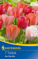 Kiepenkerl Darwin-Hybrid-Tulpe Van Eijk Mischung